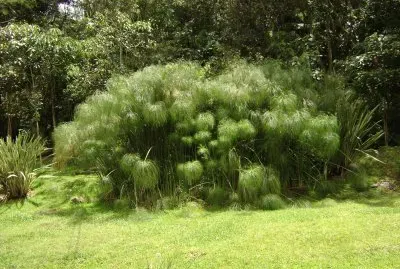 papiros