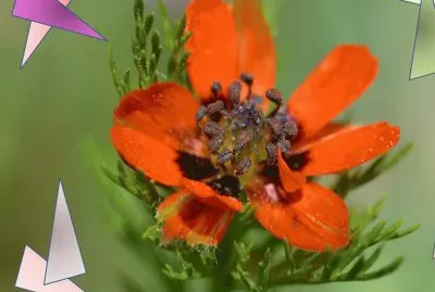 Adonis Annua