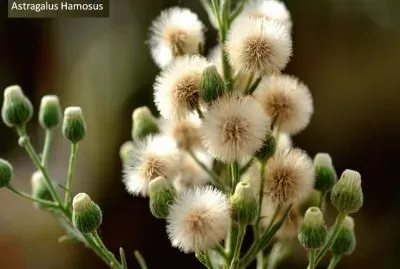 Astragalus Hamosus