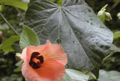 Hibiscus Tiliaceus