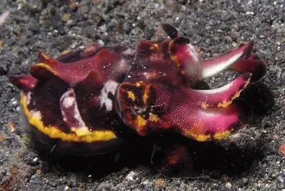 Sepia Flamboyant - Indonesia