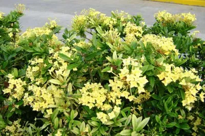 flores de laurel