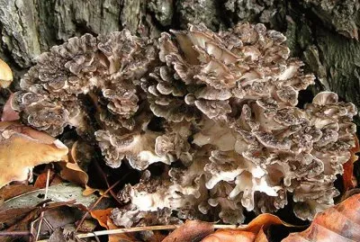 Grifola Frondosa Eikhaas