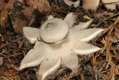 Phylum Basidiomycota