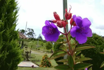 flores-siete cueros