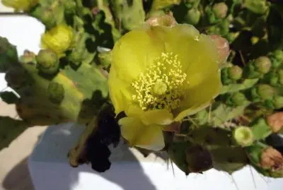 Fiore di cactus