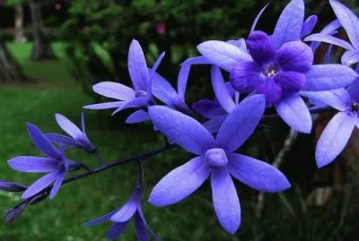 flores jigsaw puzzle