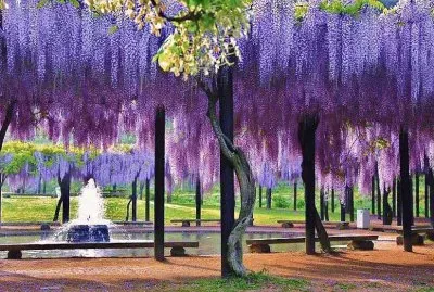 natural pergola jigsaw puzzle