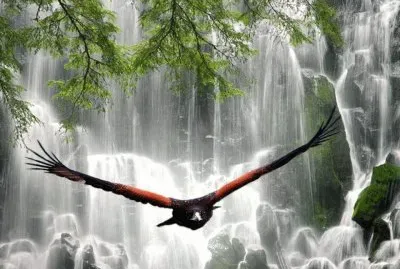 flight at the falls jigsaw puzzle