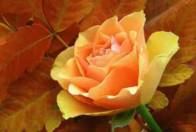 flores