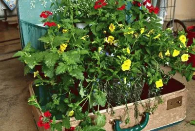 suitcase planter