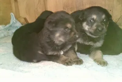 CAMADA CON HAPPY Y HELIOX