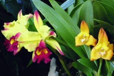 orquÃ­deas