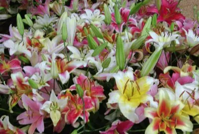 flores
