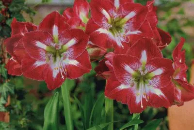 Flors de CeilÃ  jigsaw puzzle