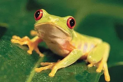 frog