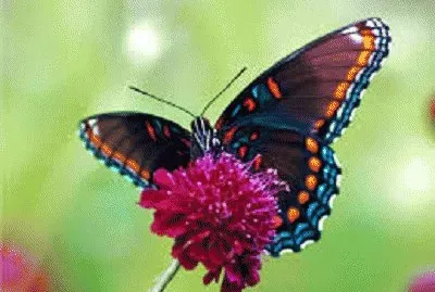 butterfly