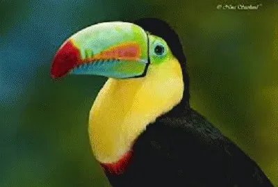 tucan
