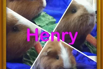 henry