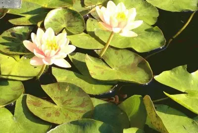 water lilly jigsaw puzzle