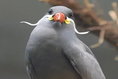 GaviotÃ­n Monja - Chile