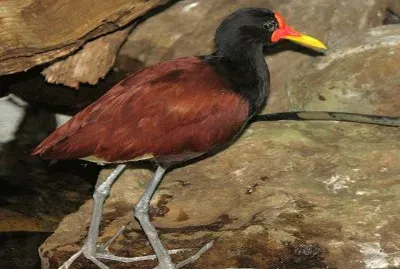 Gallito de Agua de Frente Roja