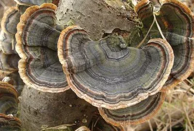 Trametes Versicolor