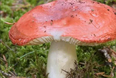 Russula Emetica
