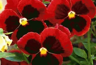 flores