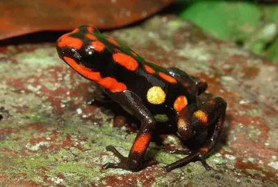 Andinobates Dorisswansonae