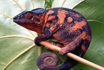 CamaleÃ³n Furcifer