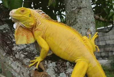 Iguana Amarilla