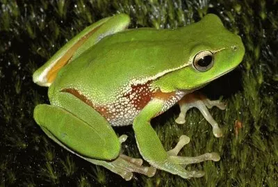 Litoria Phyllochroa
