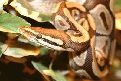 Python Regius (PitÃ³n Real)