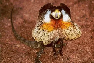 Chlamydosaurus kingii mostrando su gorguera.