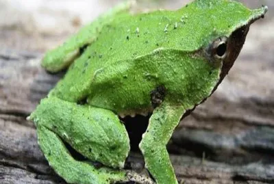 Rana Chilena de Darwin