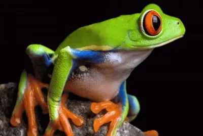 Rana de ojos rojos - Costa Rica