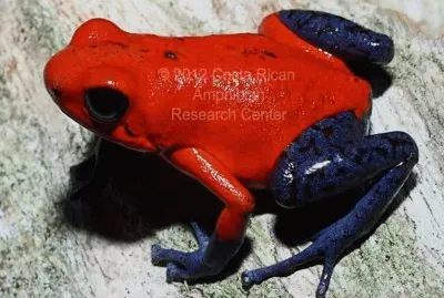 Rana venenosa