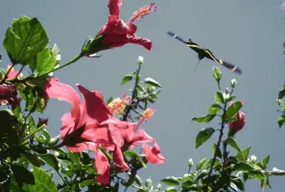 פאזל של primavera