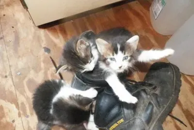 kittens play