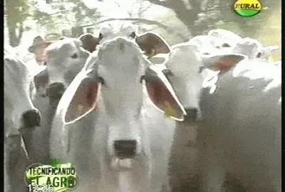GANADO