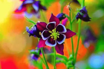 POEMA DE COLORES jigsaw puzzle