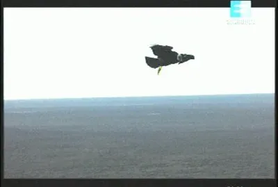 CONDOR