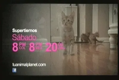 GATITO