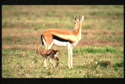 GACELA jigsaw puzzle