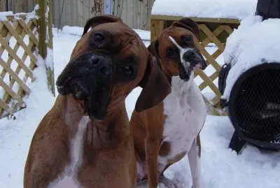 HERMOSOS BOXER  EXPRESIVOS