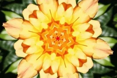 yellow rose