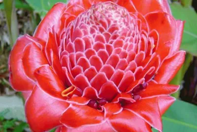 flor