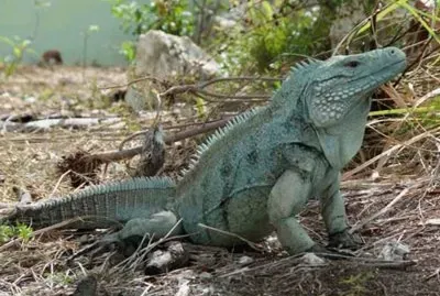 Iguana Azul
