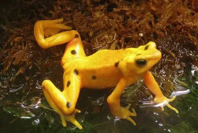 Rana Dorada - PanamÃ¡